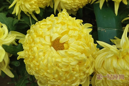 植物花语：冬菊的花语是什么？