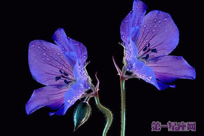 双生花的花语和象征代表意义