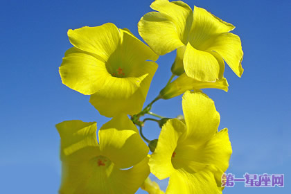 11月22日花语:百慕达奶油花,生日花语忽视