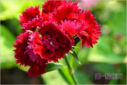 5月1日花语:红石竹,生日花语友好