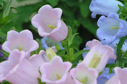 4月23日花语:风铃草,生日花语嫉妒