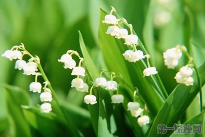 铃兰花花语:当幸福来敲门