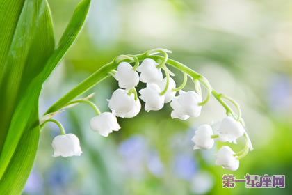 花语传说:风铃草的花语与传说