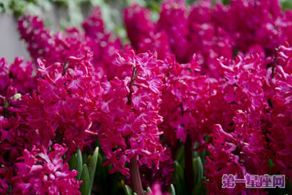 风信子花语,红色风信子花语代表着什么