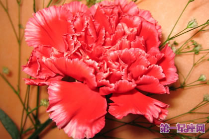 什么花代表感恩老师？