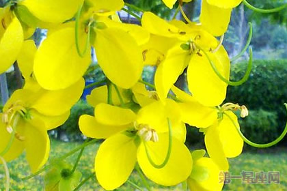 泰国的国花是什么花?金链花