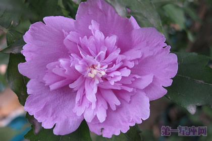 韩国的国花是什么花?木槿花