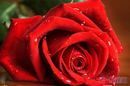 推荐几种代表高贵的花?