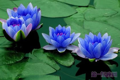 蓝色睡莲的花语是什么?