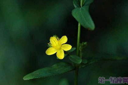 6月27日花语:小连翘,生日花语魔法