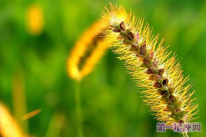 狗尾巴草的花语及神奇的传说