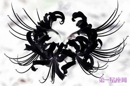 详解:黑色彼岸花的花语是什么?