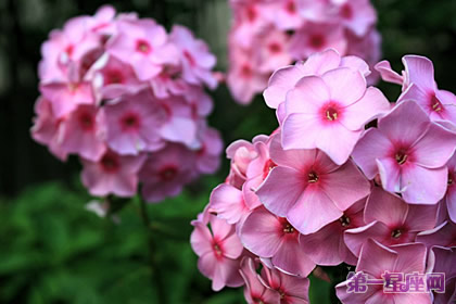 植物花语:福禄考的花语