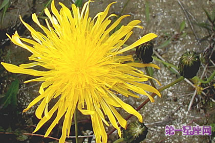 7月9日花语:沼泽蓟,生日花语支持