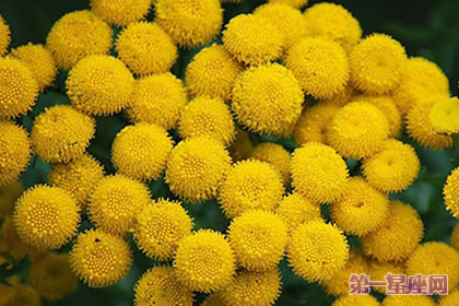 8月23日花语:艾菊,生日花语和蔼可亲