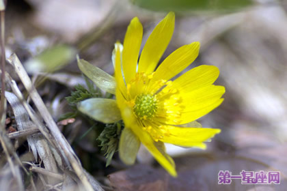 8月31日花语:秋福寿草,生日花语替身