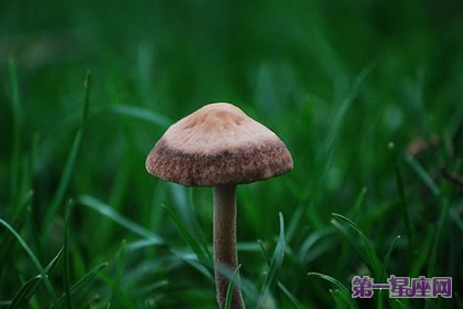 9月5日花语:野磨菇,生日花语丰收