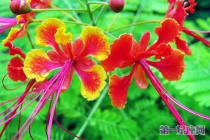 9月7日花语:金凤花,生日花语逃亡