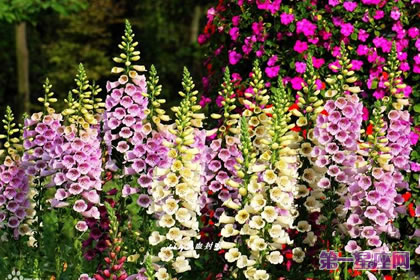 不常见的花与花语:毛地黄花花语