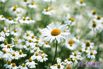 花语:甘菊,生日花语宽裕