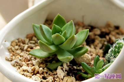 盘点什么花防辐射最好?