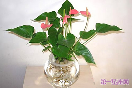 粉掌花语:热烈、豪放、欢乐