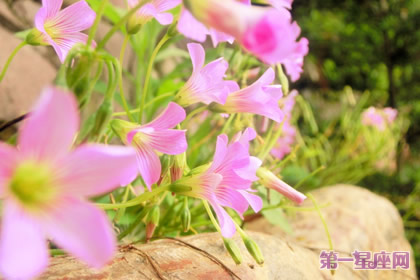 11月23日花语:酢酱草,生日花语复活节