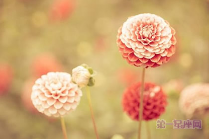 生日祝寿适合送什么花