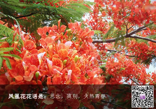 凤凰花花语是什么?什么是凤凰花?
