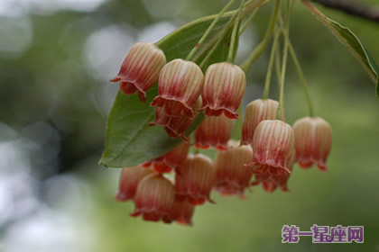 灯笼花的花语和象征代表意义