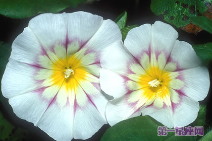 三色旋花花语及传说