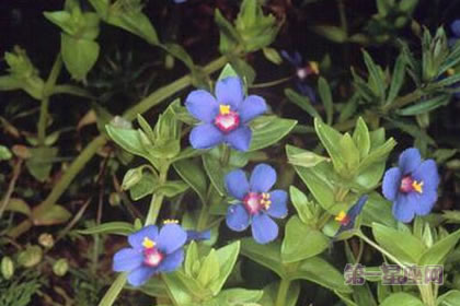 6月2日花语:蓝繁缕,生日花语娇弱