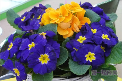 4月30日花语:西洋樱草,生日花语成熟