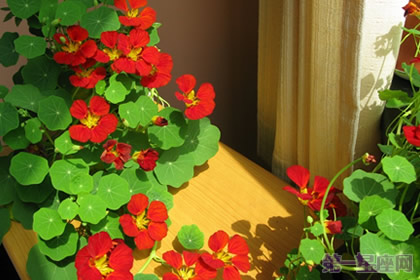 你知道旱金莲的花语吗?