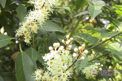 1月7日生日花：葡萄牙月桂，生日花语勤勉