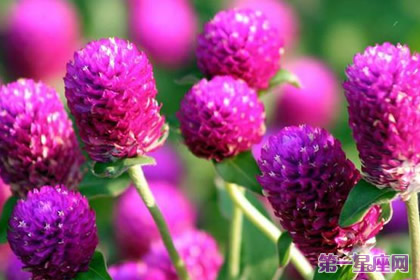 千日红的花语是不朽吗?