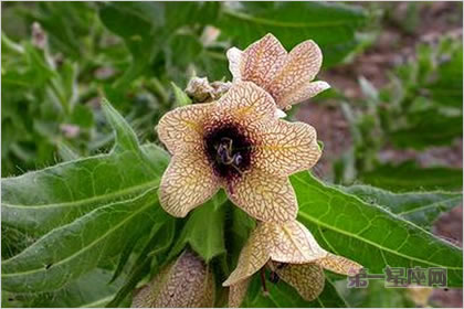 3月26日花语:天仙子,生日花语邪恶的心