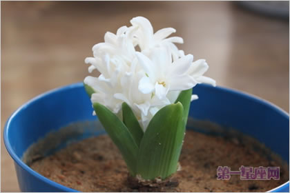 4月6日花语:风信子,生日花语休憩