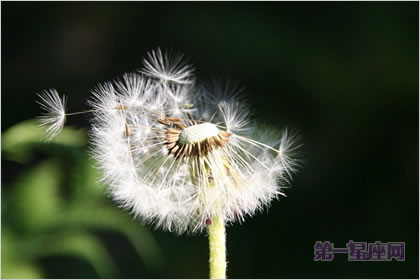 4月11日花语:蒲公英,生日花语多情