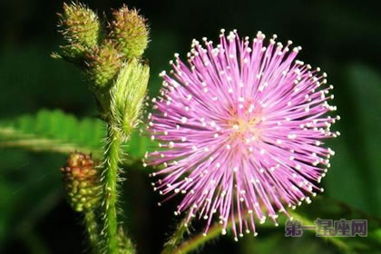 6月15日花语:含羞草,生日花语害羞