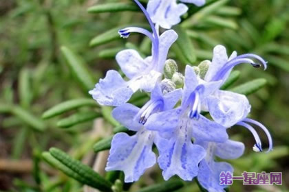 花语大全：秋天花的花语