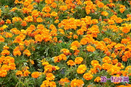 7月21日花语：孔雀草，生日花语爽朗