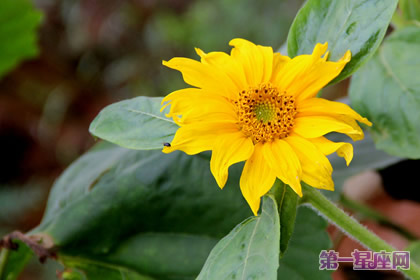 8月25日花语：野生向日葵，生日花语投缘