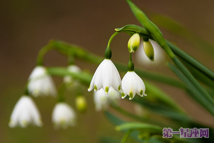 花语：雪花莲，生日花语变节