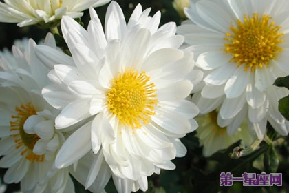 清明节悼念先人主流花卉:菊花