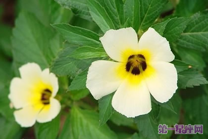 各种花的花语：时钟花花语