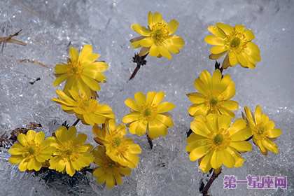 冰凌花的花语:无私的爱、勇敢的爱