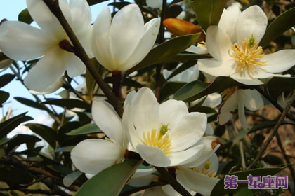 含笑花的花语：含蓄和矜持