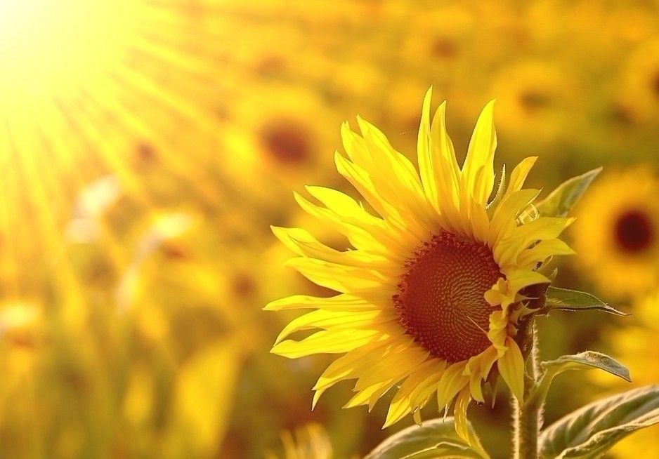 你有“向日葵一族”的特点吗？