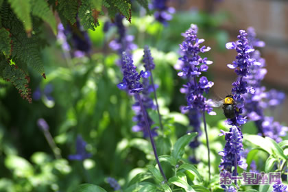 七月的花语是什么?洋苏草